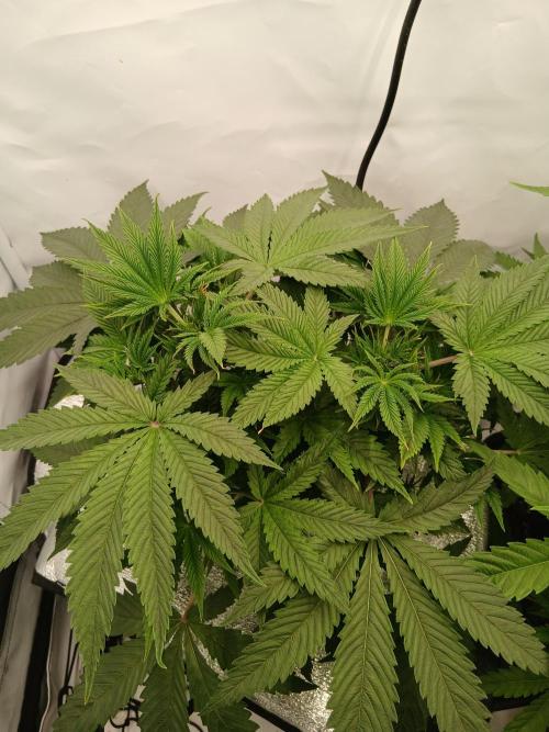 Hydroponischer Exotic Seed Grow. Week 4