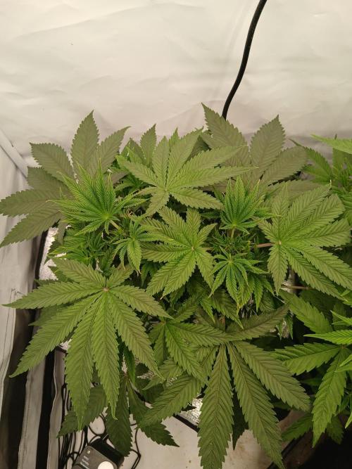 Hydroponischer Exotic Seed Grow. Week 4