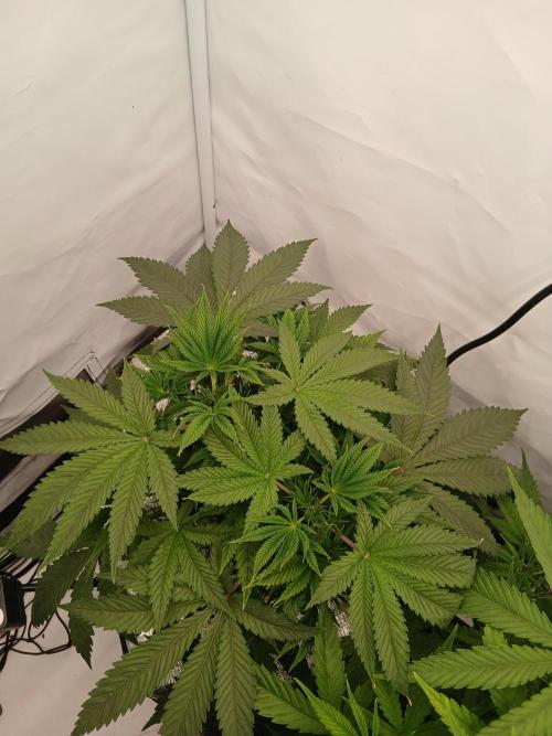 Hydroponischer Exotic Seed Grow. Week 4