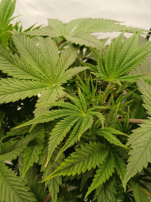 Hydroponischer Exotic Seed Grow. Week 4