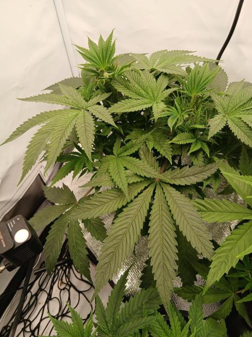 Hydroponischer Exotic Seed Grow. Week 4