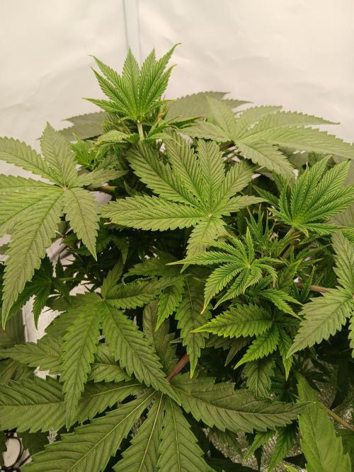 Hydroponischer Exotic Seed Grow. Week 4