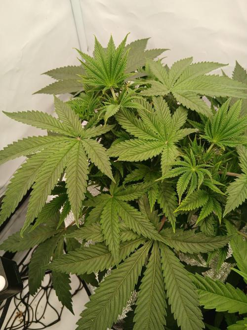 Hydroponischer Exotic Seed Grow. Week 4