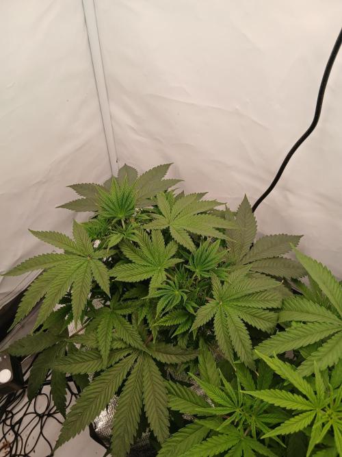 Hydroponischer Exotic Seed Grow. Week 4
