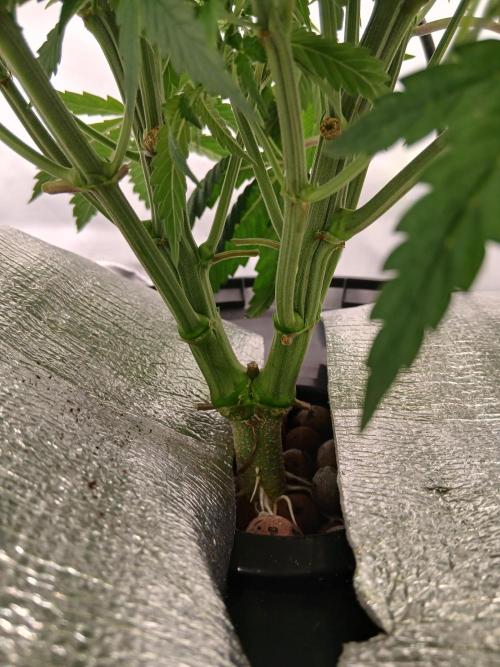 Hydroponischer Exotic Seed Grow. Week 4
