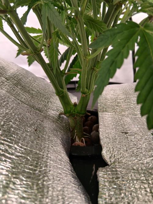 Hydroponischer Exotic Seed Grow. Week 4
