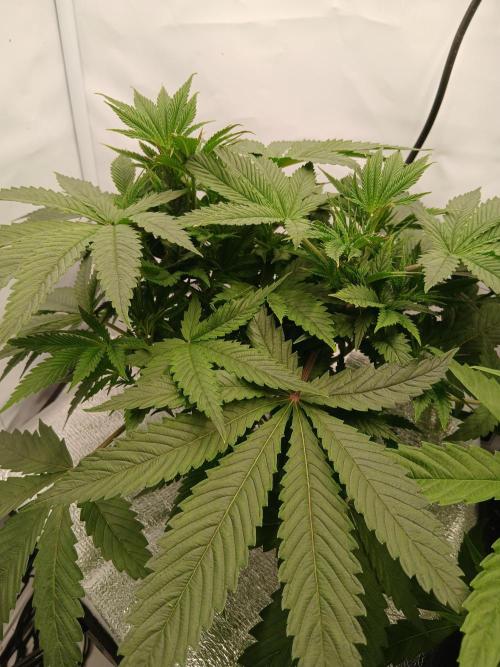 Hydroponischer Exotic Seed Grow. Week 4