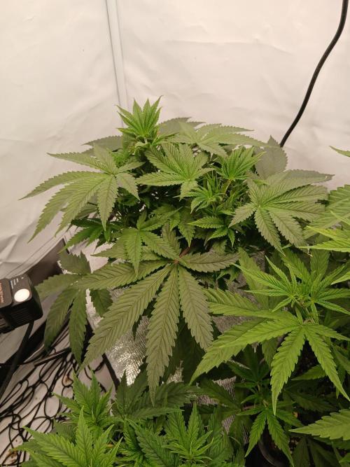 Hydroponischer Exotic Seed Grow. Week 4