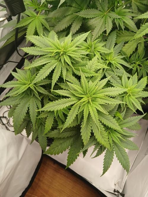 Raunächte-Grow mit Exotic Seed. Week 5