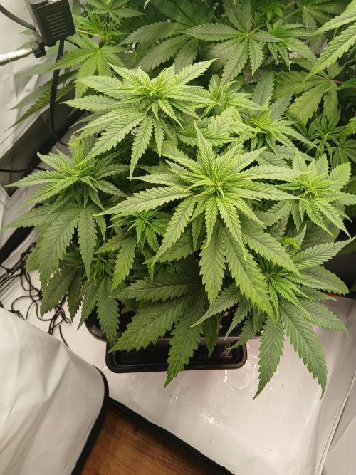 Raunächte-Grow mit Exotic Seed. Week 5