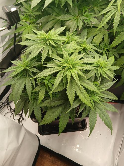 Raunächte-Grow mit Exotic Seed. Week 5