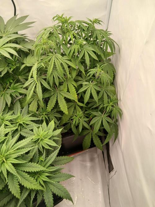 Raunächte-Grow mit Exotic Seed. Week 5