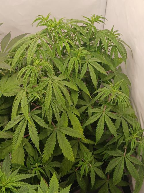 Raunächte-Grow mit Exotic Seed. Week 5