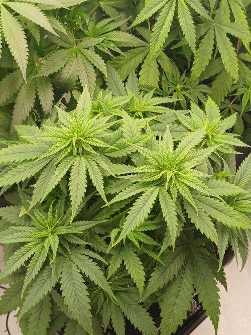 Raunächte-Grow mit Exotic Seed. Week 5