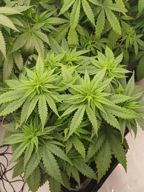 Raunächte-Grow mit Exotic Seed. Week 5