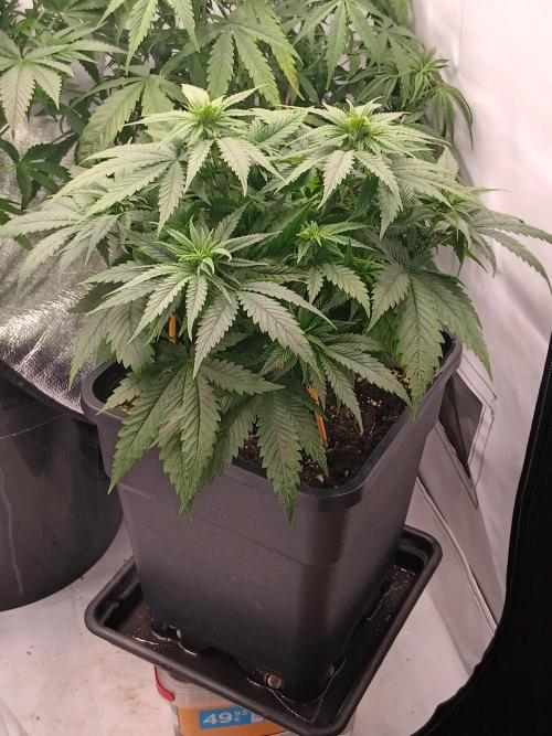 Raunächte-Grow mit Exotic Seed. Week 5