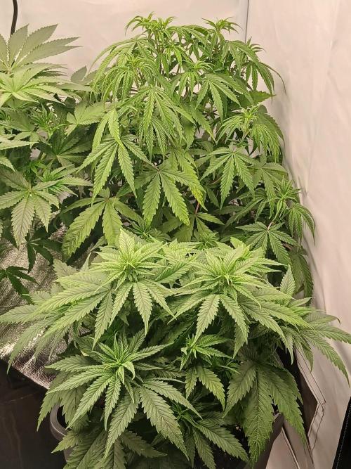 Raunächte-Grow mit Exotic Seed. Week 5