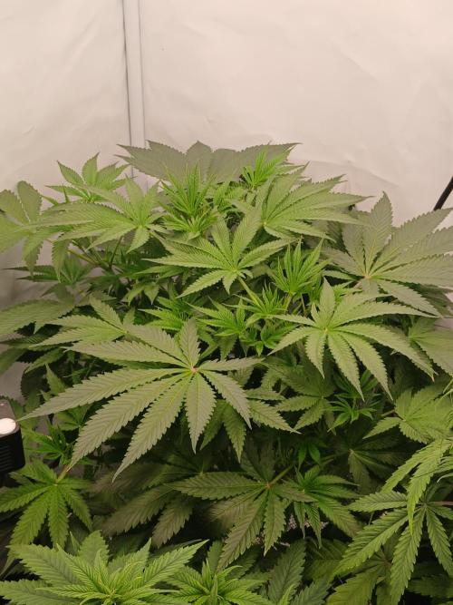 Hydroponischer Exotic Seed Grow. Week 5