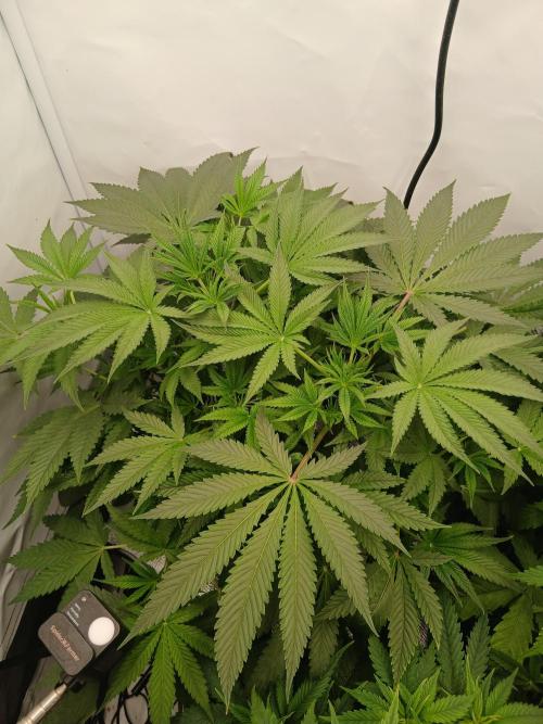 Hydroponischer Exotic Seed Grow. Week 5