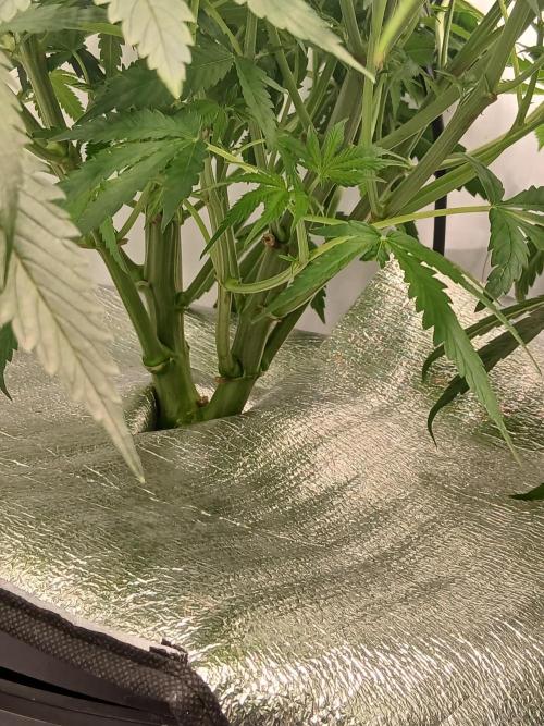 Hydroponischer Exotic Seed Grow. Week 5