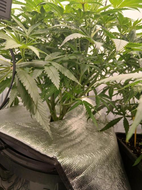 Hydroponischer Exotic Seed Grow. Week 5