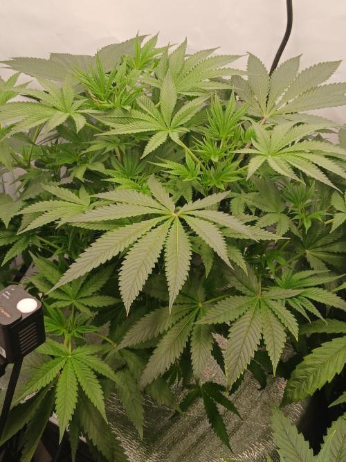 Hydroponischer Exotic Seed Grow. Week 5