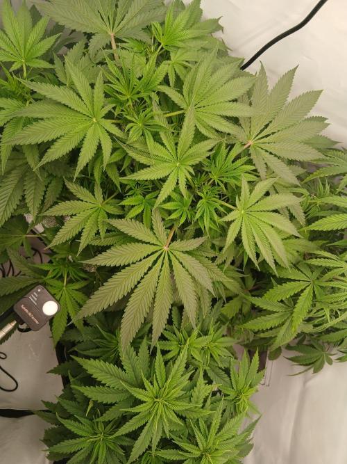 Hydroponischer Exotic Seed Grow. Week 5