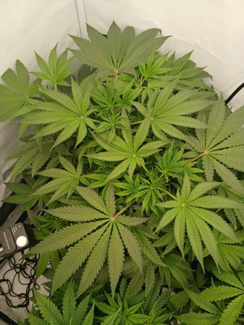 Hydroponischer Exotic Seed Grow. Week 5