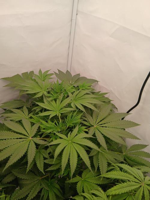 Hydroponischer Exotic Seed Grow. Week 5