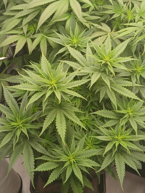 Raunächte-Grow mit Exotic Seed. Week 6