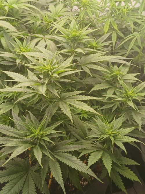 Raunächte-Grow mit Exotic Seed. Week 6