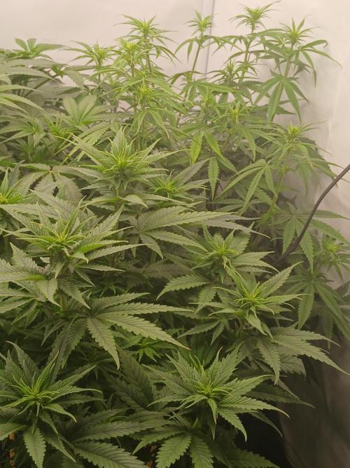 Raunächte-Grow mit Exotic Seed. Week 6