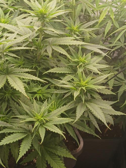 Raunächte-Grow mit Exotic Seed. Week 6