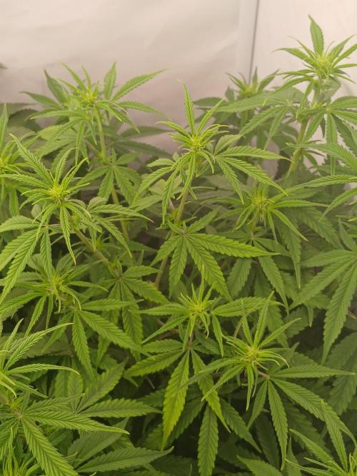 Raunächte-Grow mit Exotic Seed. Week 6