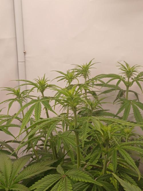 Raunächte-Grow mit Exotic Seed. Week 6