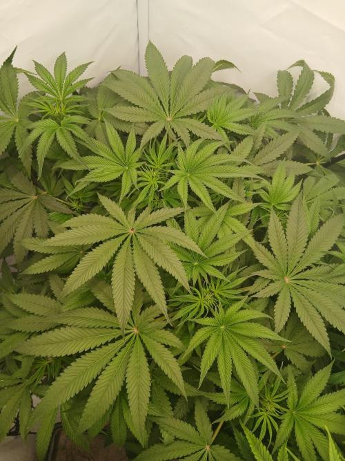 Hydroponischer Exotic Seed Grow. Week 6