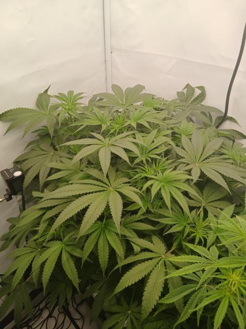 Hydroponischer Exotic Seed Grow. Week 6