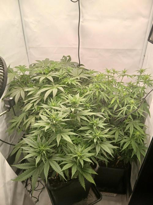 Hydroponischer Exotic Seed Grow. Week 6