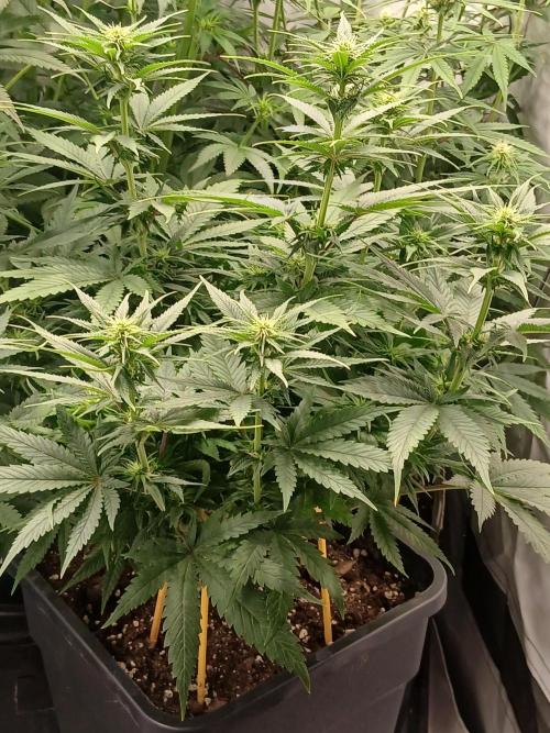 Raunächte-Grow mit Exotic Seed. Week 7