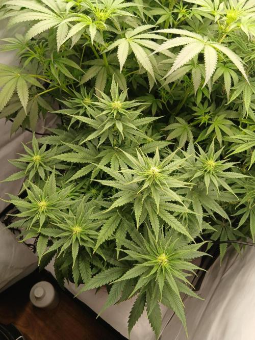 Raunächte-Grow mit Exotic Seed. Week 7