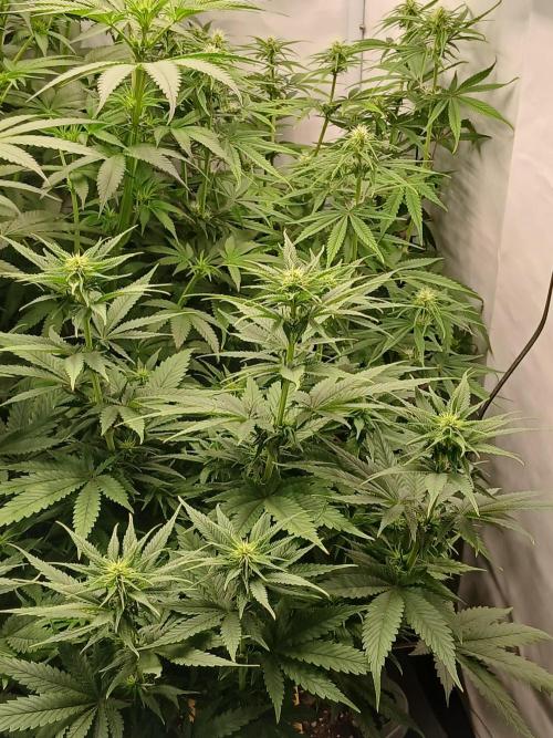 Raunächte-Grow mit Exotic Seed. Week 7