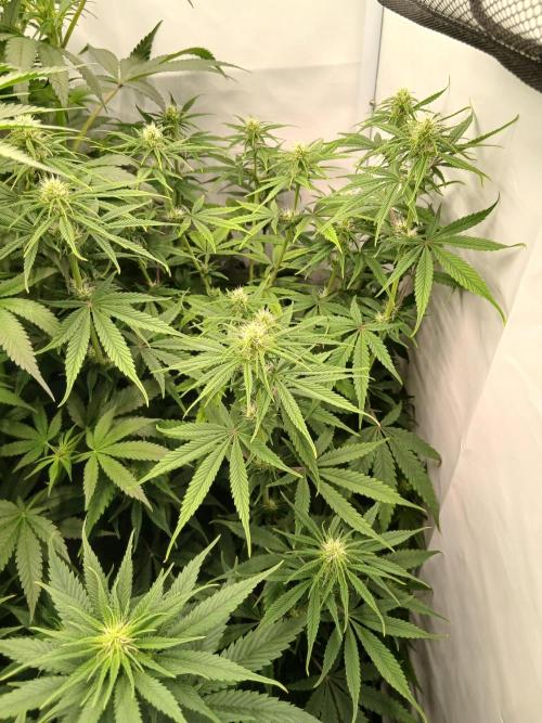 Raunächte-Grow mit Exotic Seed. Week 7