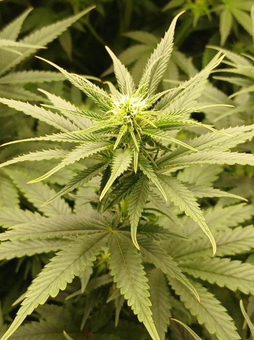 Raunächte-Grow mit Exotic Seed. Week 7