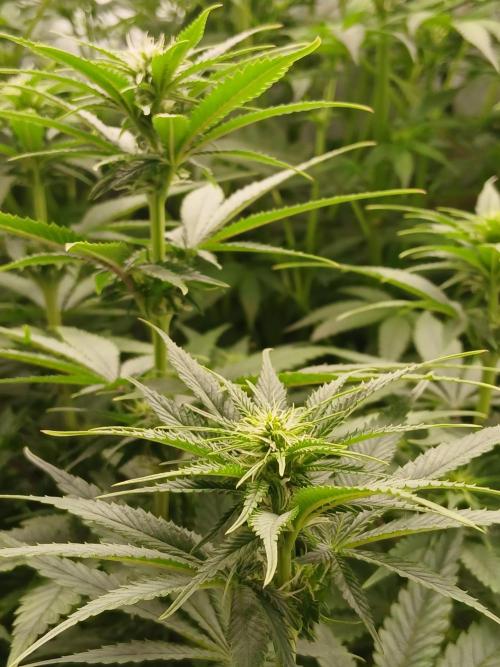 Raunächte-Grow mit Exotic Seed. Week 7