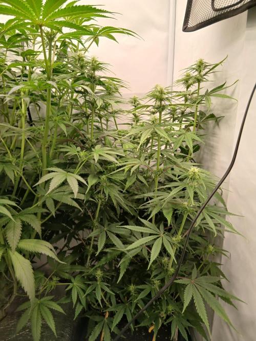 Raunächte-Grow mit Exotic Seed. Week 7