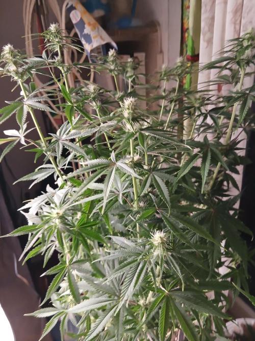 Raunächte-Grow mit Exotic Seed. Week 7