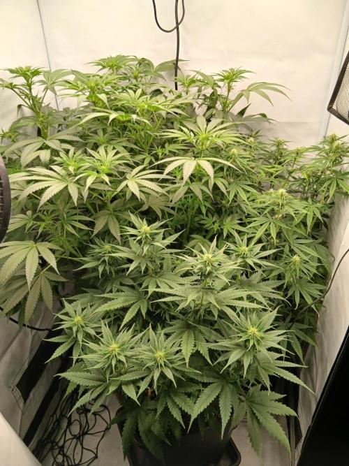 Raunächte-Grow mit Exotic Seed. Week 7