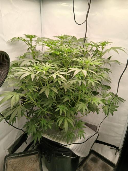 Hydroponischer Exotic Seed Grow. Week 7