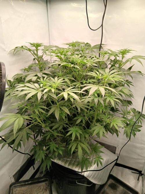 Hydroponischer Exotic Seed Grow. Week 7