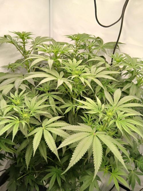 Hydroponischer Exotic Seed Grow. Week 7